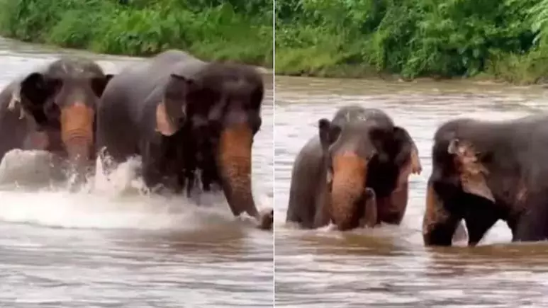 पानी में सूंड से छपा-छपा खेल रहे थे 2 हाथी, देखें वायरल VIDEO पानी में सूंड से छपा-छपा खेल रहे थे 2 हाथी, देखें वायरल VIDEO