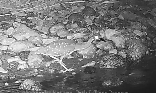 Arunachal: नमदाफा में दुर्लभ सफेद कान वाला रात्रि बगुला देखा गया