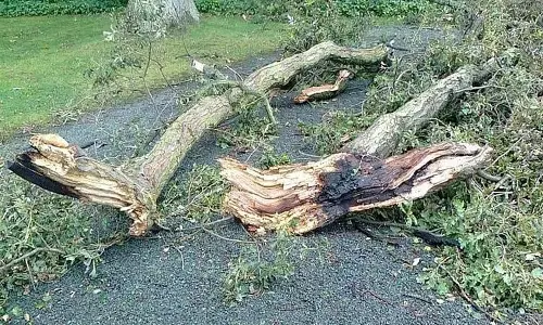 Maharashtra : विधानसभा में पेड़ कटाई के जुर्माने की वापसी से सत्तारूढ़ गठबंधन में दरार Maharashtra : विधानसभा में पेड़ कटाई के जुर्माने की वापसी से सत्तारूढ़ गठबंधन में दरार