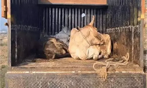 Punjab: गौमांस की पकड़ी गई बड़ी फैक्टरी, भारी मात्रा में गौमांस बरामद Punjab: गौमांस की पकड़ी गई बड़ी फैक्टरी, भारी मात्रा में गौमांस बरामद
