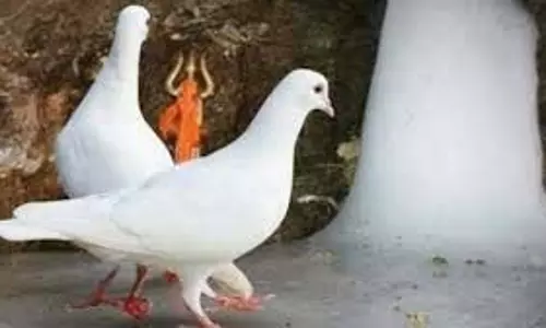 धर्म: जानिए अमरनाथ गुफा में कबूतरों के जोड़े का क्या है रहस्य