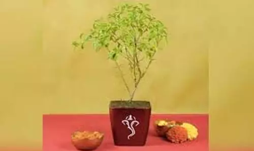 Devshayani Ekadashi: देवशयनी एकादशी पर करें तुलसी के ये 3 उपाय, भगवान विष्णु देंगे सुख-समृद्धि का आशीर्वाद