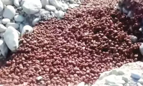शोपियां में सेब की डंपिंग से स्वास्थ्य और पर्यावरण को खतरा
