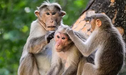 Bandipur : टाइगर रिजर्व में बाघों के हमले के बाद 20 बंदरों की मौत