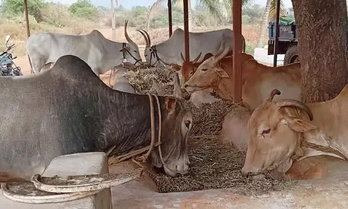 6 महीने से अनुदान जारी नहीं: डेयरी किसानों को नहीं मिल रहा आशीर्वाद