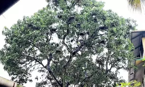 मेहमानों ने नहीं तोड़ी परंपरा; बनत अनाथालय में फिर दिखा पक्षियों का झुंड
