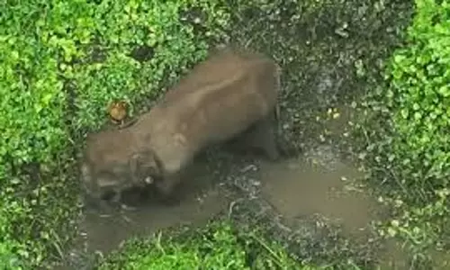 IED विस्फोट से वन्यजीव को नुकसान, हाथी की तलाश में जुटी टीम