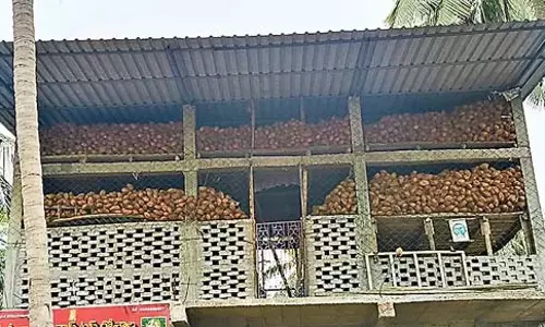 Andhra : नारियल की कीमत पर मज़ाक Andhra : नारियल की कीमत पर मज़ाक