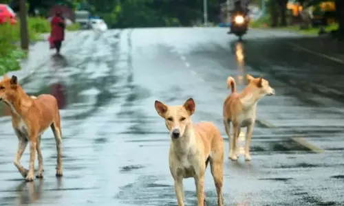 Thiruvananthapuram में आवारा कुत्तों के हमले में 20 लोग घायल