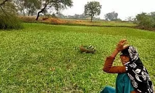 MP : मालवा-निमाड़ क्षेत्र में डीएपी उर्वरक की बड़े पैमाने पर कालाबाजारी की खबर