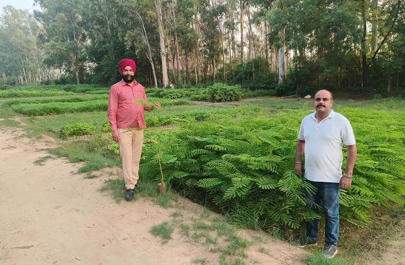 Jalandhar में हरियाली बढ़ाने के लिए 3.5 लाख से अधिक पौधे लगाए जाएंगे Jalandhar में हरियाली बढ़ाने के लिए 3.5 लाख से अधिक पौधे लगाए जाएंगे