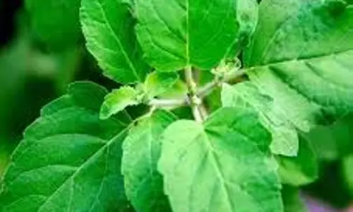 Benefit Of Tulsi :सुबह खाली पेट तुलसी के पत्ते खाने से शरीर को मिलते हैं कई फायदे Benefit Of Tulsi :सुबह खाली पेट तुलसी के पत्ते खाने से शरीर को मिलते हैं कई फायदे
