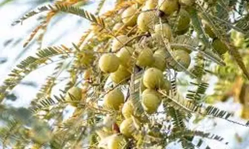 Health: सुबह खाली पेट आंवले के पत्ते चबाने से शरीर में जमा सारी गंदगी निकल जाएगी, इन बीमारियों में होगा फायदा