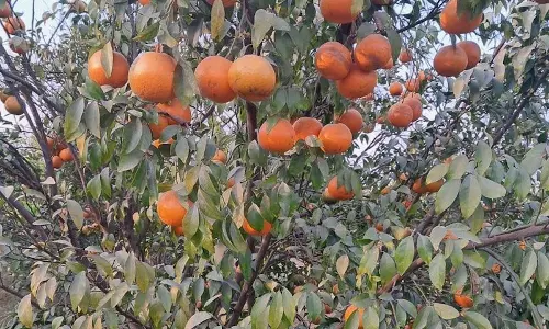 Abohar में 4 एकड़ किन्नू का बाग 21 लाख रुपये में पट्टे पर दिया गया