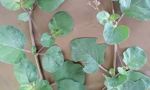 सिंथेटिक दवा नहीं, प्राकृतिक वरदान है सांठी!