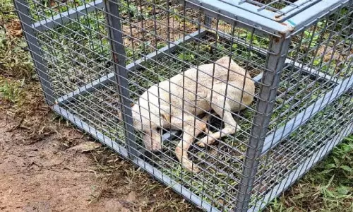 Kerala : पोथेनकोडे में आवारा कुत्तों ने 20 लोगों को काटा