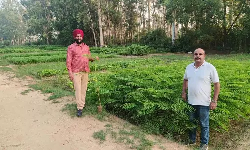 Jalandhar में हरियाली बढ़ाने के लिए 3.5 लाख से अधिक पौधे लगाए जाएंगे