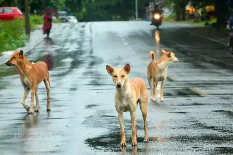 तिरुवनंतपुरम में आवारा कुत्तों के हमले में 20 लोग घायल