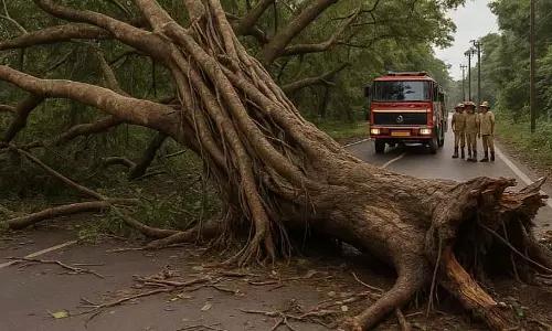 GOA: कर्टी-पोंडा में बरगद का पेड़ गिरने से सड़क अवरुद्ध GOA: कर्टी-पोंडा में बरगद का पेड़ गिरने से सड़क अवरुद्ध