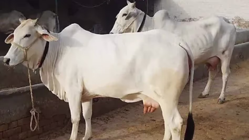 Assam : एजेपी ने भाजपा नेताओं से जुड़ी ‘लापता’ गिर गायों की सीबीआई जांच की मांग की Assam : एजेपी ने भाजपा नेताओं से जुड़ी ‘लापता’ गिर गायों की सीबीआई जांच की मांग की