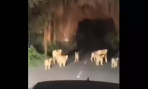गुजरात की सड़क पर दिखे 10 शेर गुजरात की सड़क पर दिखे 10 शेर