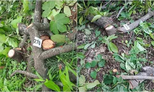 भयंदर में पेड़ों की कटाई पर कैथोलिक चर्च ने डोंगरी विरोध का समर्थन किया