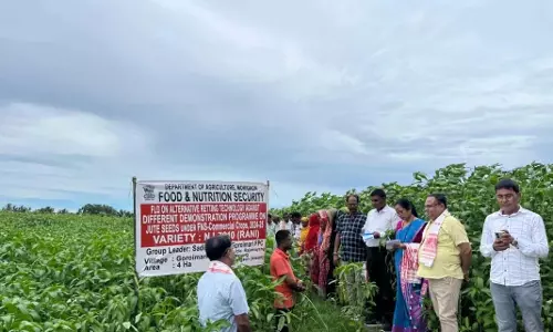 Assam: जूट विकास अधिकारी ने मोरीगांव में कृषि योजनाओं की समीक्षा की
