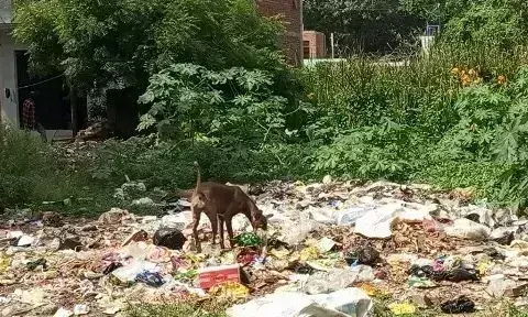 Farrukhabad: कूड़े के ढेर ने खोली स्वच्छता अभियान की कलई Farrukhabad: कूड़े के ढेर ने खोली स्वच्छता अभियान की कलई