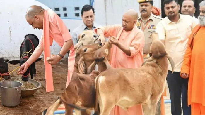 Lucknow: गौशालाओं में ग्रीन स्पेस, योगी सरकार बनाएगी ‘गोपाल वन’ Lucknow: गौशालाओं में ग्रीन स्पेस, योगी सरकार बनाएगी ‘गोपाल वन’