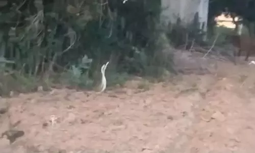 UP News: दो सांपों का अनोखा नजारा