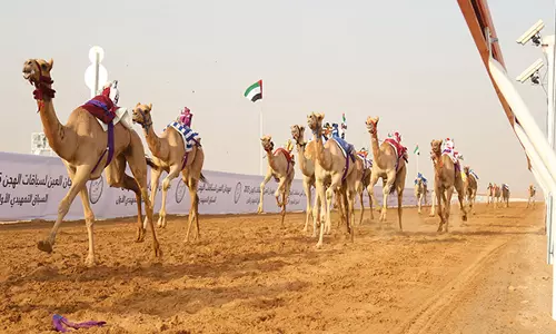 Al Ain ऊंट दौड़ महोत्सव शुरू हुआ