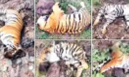 Karnataka: बाघ की मौत मामले पर प्रारंभिक रिपोर्ट सौंपी गई Karnataka: बाघ की मौत मामले पर प्रारंभिक रिपोर्ट सौंपी गई