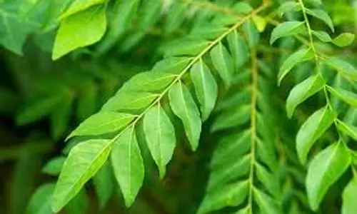Curry Leaf Water: जानिए करी पत्ता पानी पीने के जबरदस्त फायदे