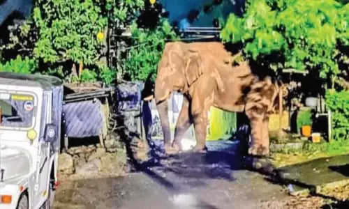 Kerala : जंगली हाथी ने नेल्लियामपथी आवासीय क्षेत्र में आतंक फैलाया Kerala : जंगली हाथी ने नेल्लियामपथी आवासीय क्षेत्र में आतंक फैलाया