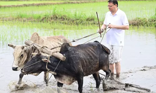 सीएम धामी ने की धान रोपाई, किसानों के श्रम को किया नमन सीएम धामी ने की धान रोपाई, किसानों के श्रम को किया नमन