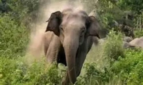 Siliguri: जंगली हाथी के हमले में महिला की मौत