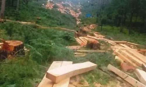 Kullu में केबल कार परियोजना के लिए विरासत के पेड़ काटे गए