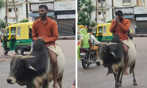 युवक जंगली सांड को काबू में करके उसे MP के छतरपुर में सड़क पर घुमा रहा है युवक जंगली सांड को काबू में करके उसे MP के छतरपुर में सड़क पर घुमा रहा है