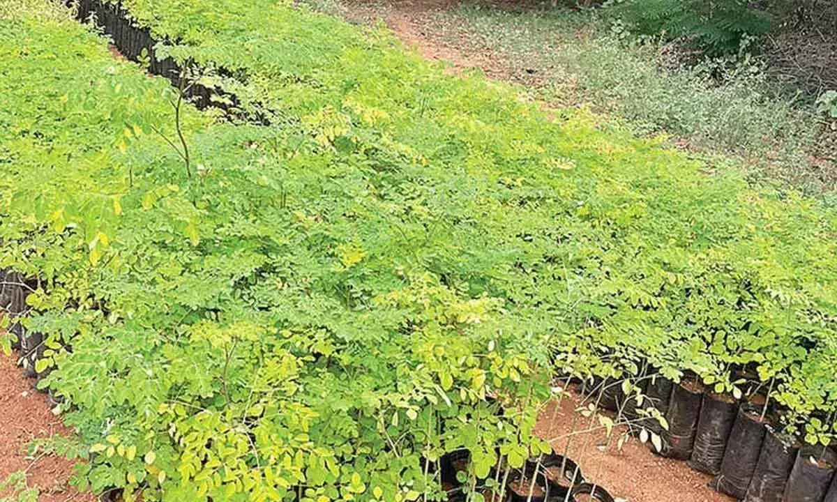Andhra: अनंतपुर में बड़े पैमाने पर वृक्षारोपण अभियान चल रहा है Andhra: अनंतपुर में बड़े पैमाने पर वृक्षारोपण अभियान चल रहा है