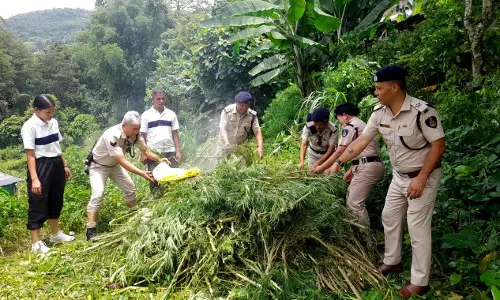 Sikkim :  नशीली दवाओं के खिलाफ अभियान रेनॉक पुलिस ने 665 मारिजुआना पौधों को नष्ट किया