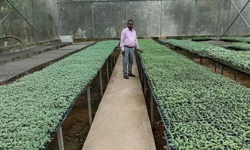 मिनी प्लग टाइप सीडलिंग यूनिट: किसानों के लिए गुणवत्तायुक्त पौधों का नया समाधान मिनी प्लग टाइप सीडलिंग यूनिट: किसानों के लिए गुणवत्तायुक्त पौधों का नया समाधान