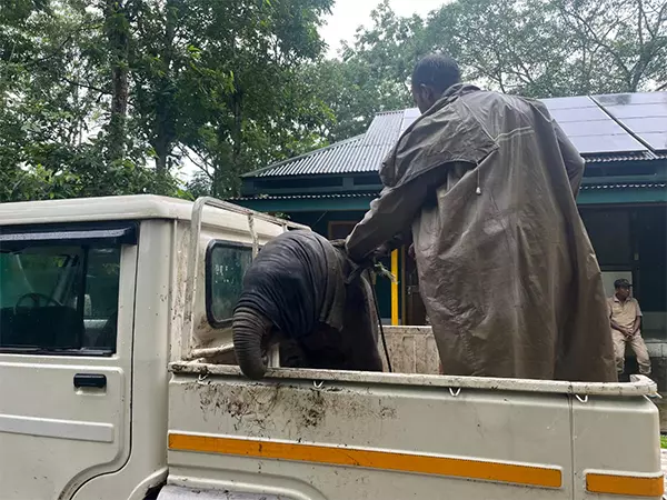 वन कर्मियों के बचाव के बाद Kaziranga में हाथी का बच्चा अपनी मां से फिर से मिला वन कर्मियों के बचाव के बाद Kaziranga में हाथी का बच्चा अपनी मां से फिर से मिला