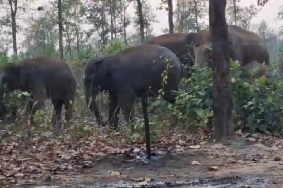 Siliguri में हाथी ने महिला को कुचलकर मार डाला, मानव-हाथी संघर्ष की आशंका Siliguri में हाथी ने महिला को कुचलकर मार डाला, मानव-हाथी संघर्ष की आशंका