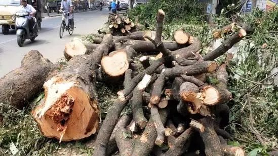 Bengaluru : पेड़ों की कटाई को लेकर सोशल मीडिया पर बहस छिड़ी Bengaluru : पेड़ों की कटाई को लेकर सोशल मीडिया पर बहस छिड़ी