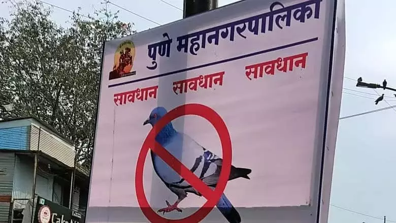 कबूतरों को दाना खिलाने पर जुर्माना नहीं, PMC का दावा, निवासियों का विरोध कबूतरों को दाना खिलाने पर जुर्माना नहीं, PMC का दावा, निवासियों का विरोध