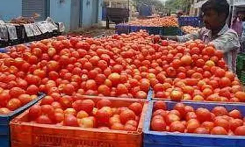 टमाटर के दाम गिर गए हैं! लोग खुश है टमाटर के दाम गिर गए हैं! लोग खुश है