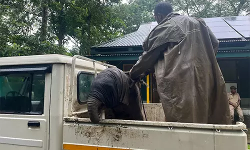 वन कर्मियों के बचाव के बाद Kaziranga में हाथी का बच्चा अपनी मां से फिर से मिला वन कर्मियों के बचाव के बाद Kaziranga में हाथी का बच्चा अपनी मां से फिर से मिला