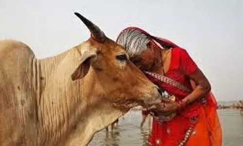 धर्म: गाय को पहली रोटी देने से दूर होती है बीमारियां और दरिद्रता, जानें अन्य फायदे धर्म: गाय को पहली रोटी देने से दूर होती है बीमारियां और दरिद्रता, जानें अन्य फायदे