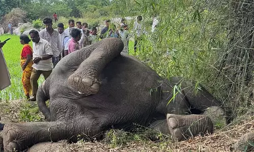Andhra Pradesh के चित्तूर में जंगली जानवर की मौत