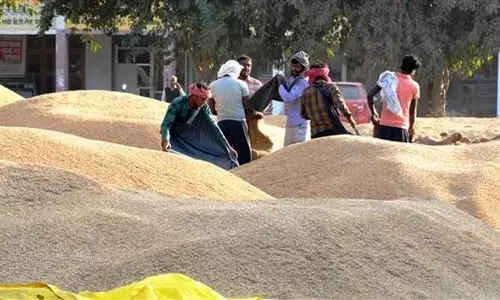 Karnal: अनाज रखरखाव में ढिलाई, विभाग ने की सख्त कार्रवाई